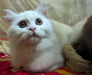 Traditional persian long hair cat